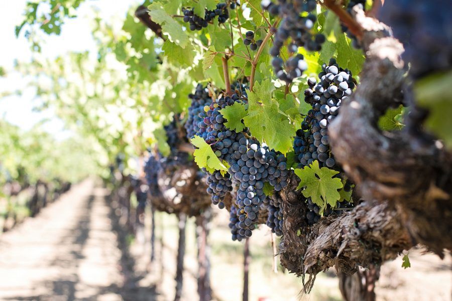 TheRealRvw's tweet photo. #ICYMI #RealPopular @VinoNZ - The Bordeaux and Bordeaux Supérieur wine producers’ syndicate grabbed the attention of wine lovers when it announced that seven new grape varieties had been approved in a desperate attempt to cope with climate change. https://t.co/adFAD6R5CF https://t.co/CwToCqbEwO