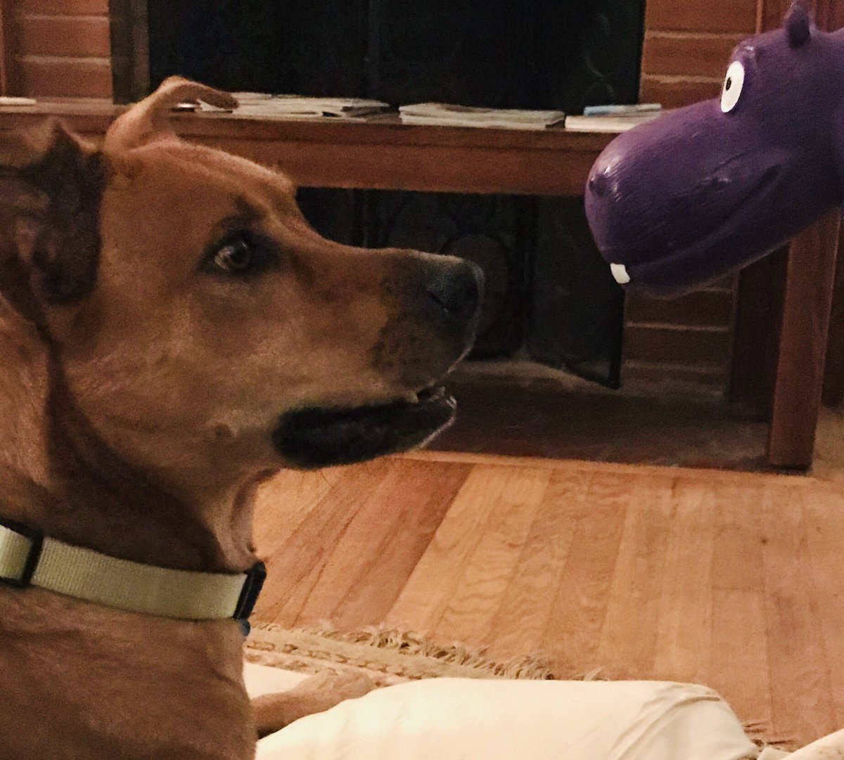 WriteInCapps's tweet image. Time for another exciting episode of Scrap versus ... which I think will be the title of my next book. #dogmom #Doggust2019 #DogLife #writerslife