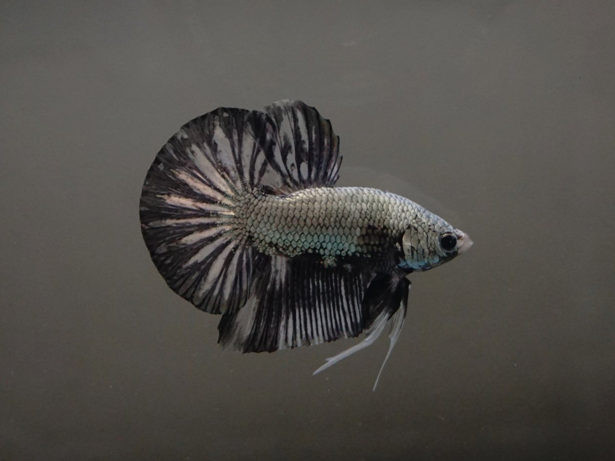 BettamartId's tweet photo. Plakat Copper Marble
Size M
Loc. Berbah, Sleman, Yogyakarta
Sudah Teradopsi
#internationalbettacongress #bettaaddict
#bettashop #bettahalfmoon #bettadaily #bettaeurope #bettasofig #bettasingapore #betta #bettafish #bettasplendens #redhalfmoon
#halfmoonbetta #cupangsultan https://t.co/Xd9hHROOUv