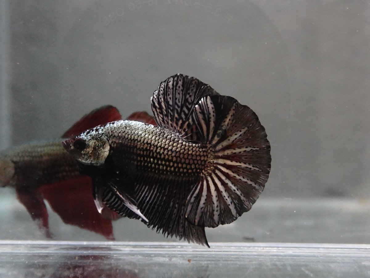 BettamartId's tweet photo. Plakat Black Copper
Size M
Loc. Berbah, Sleman, Yogyakarta
Sudah Teradopsi
#internationalbettacongress #bettaaddict
#bettashop #bettahalfmoon #bettadaily #bettaeurope #bettasofig #bettasingapore #betta #bettafish #bettasplendens #redhalfmoon
#halfmoonbetta #cupangsultan https://t.co/wcTOBWV24n