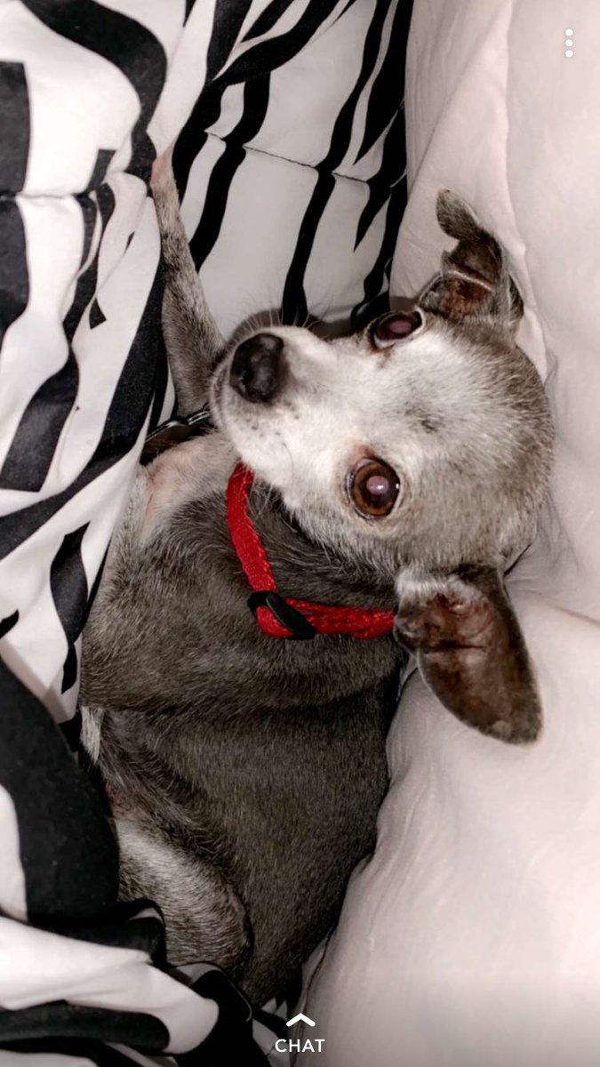 brooke_devonna's tweet photo. R.I.P. my sweet baby Iggy Marye ❤️😭 https://t.co/1GwPpC86al