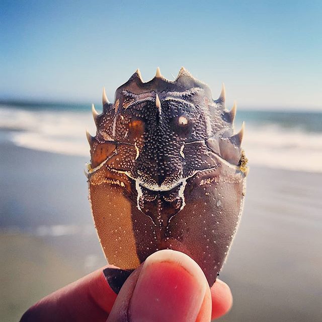 macieksmuga's tweet image. Mole crab shell, Manresa beach. 
#molecrab #crabshell #manresabeach #californiastatebeaches ift.tt/33rzR2V