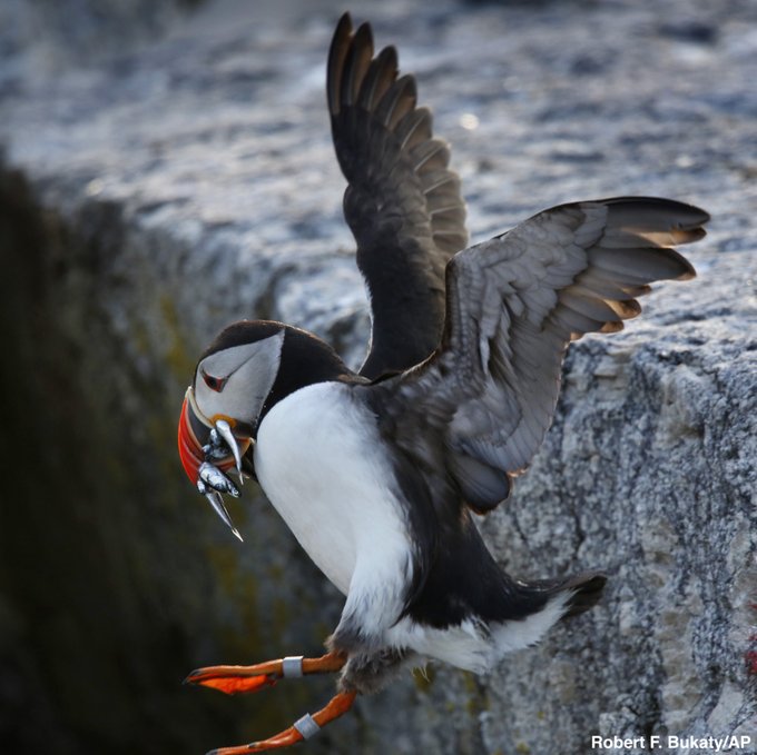 ABC's tweet photo. Stunning photos show puffins frolicking on a small island off the coast of Maine. After being nearly wiped off the coast by hunters in the late 1800s, puffins are now enjoying one of their most productive mating seasons. https://t.co/e8VZYbHmSK https://t.co/7ojHuIFYUg