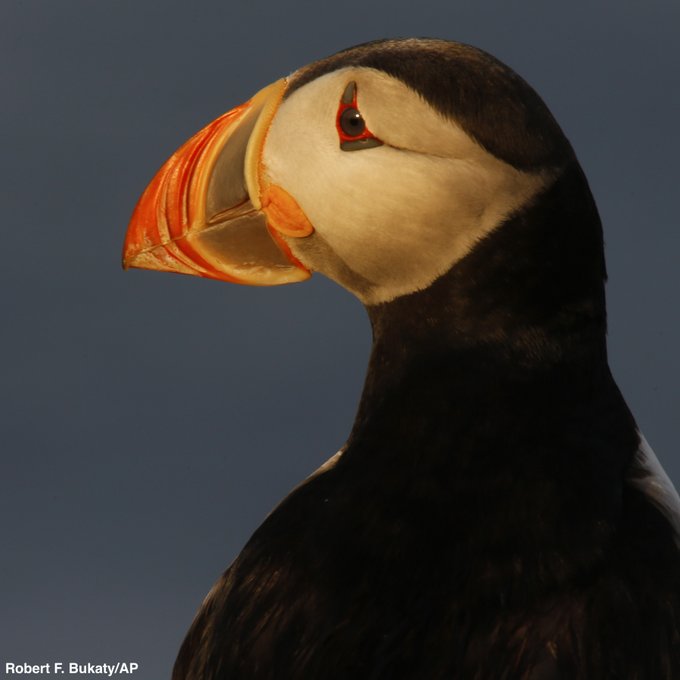 ABC's tweet photo. Stunning photos show puffins frolicking on a small island off the coast of Maine. After being nearly wiped off the coast by hunters in the late 1800s, puffins are now enjoying one of their most productive mating seasons. https://t.co/e8VZYbHmSK https://t.co/7ojHuIFYUg
