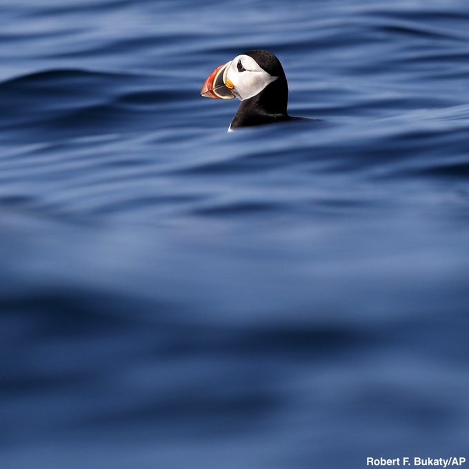 ABC's tweet photo. Stunning photos show puffins frolicking on a small island off the coast of Maine. After being nearly wiped off the coast by hunters in the late 1800s, puffins are now enjoying one of their most productive mating seasons. https://t.co/e8VZYbHmSK https://t.co/7ojHuIFYUg