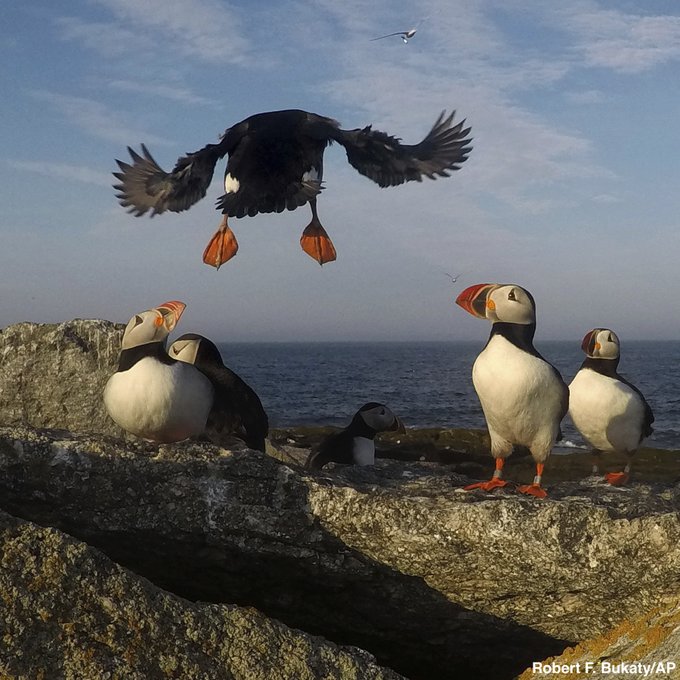 ABC's tweet photo. Stunning photos show puffins frolicking on a small island off the coast of Maine. After being nearly wiped off the coast by hunters in the late 1800s, puffins are now enjoying one of their most productive mating seasons. https://t.co/e8VZYbHmSK https://t.co/7ojHuIFYUg
