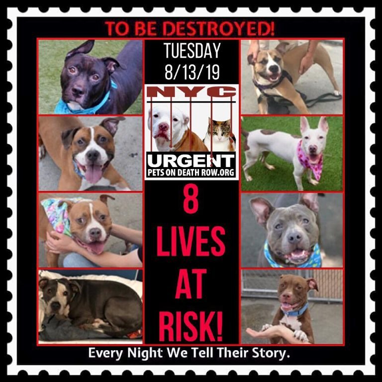 ctmidnightcat's tweet photo. Go here to see all info &amp; make any reservation(s): https://t.co/fJ3fu4T6L9
💔They only have til 12 PM Tuesday!!
🚨TO BE DESTROYED 08/13/19

#urgentpodr #tbdlist #deathrowdogs #nyc #nycdogs #beahero #savealife #adoptdontshop #adopt #foster #rescue #doglivesmatter #dogsoftwitter https://t.co/5qXY2U623o