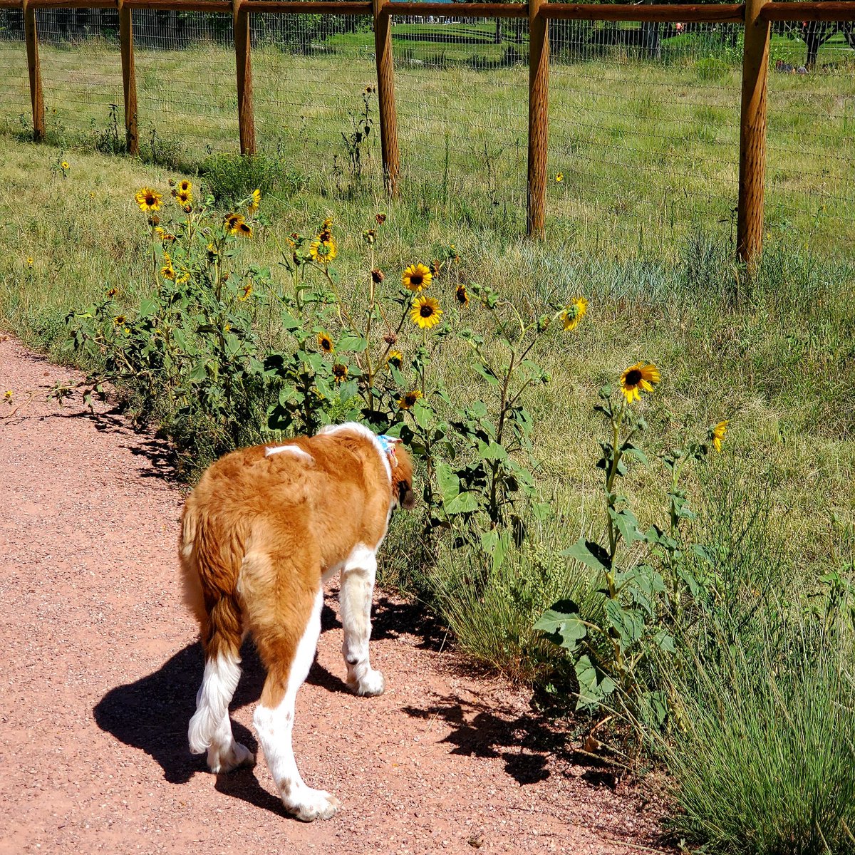Renee4Jane's tweet photo. Zola had to stop and smell the flowers! 🐕🌻 https://t.co/xCU5qa8s2r