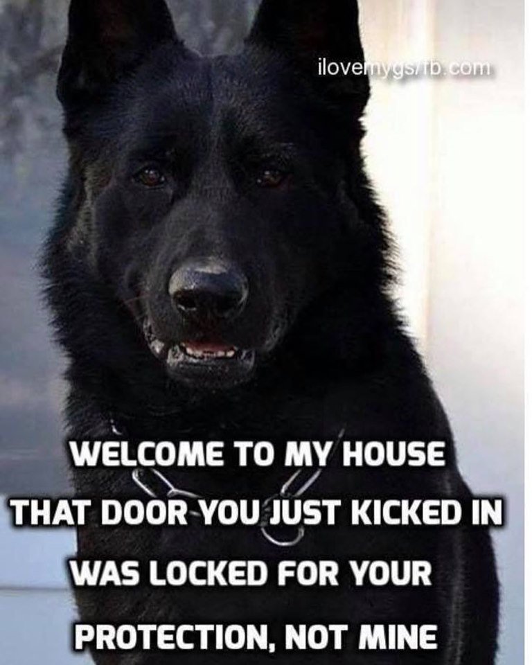 finelinefamily's tweet photo. Protect yourself and your family 
#forsale #dogforsale #forsaledog #familyprotectiondogs #protectiondog #protectiondogs #personalprotectiondog #housetrained #dogsofig #workingdogs #instadog #doglovers #familyprotection #kidsafe #workingk9 #workingdog #dogoftheday #floridadog #pet https://t.co/jboFHVtjOJ