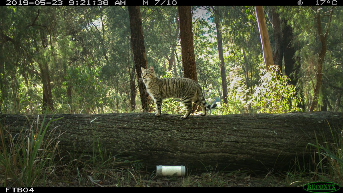 UniNewEngland's tweet photo. About one billion small Australian native animals are killed by feral cats each year. UNE is now leading one of the most ambitious feral cat research programs ever devised with the aim of relieving this destructive pressure on our native fauna. 
https://t.co/l9V2Ys4wq6 https://t.co/D5v46cPvTq