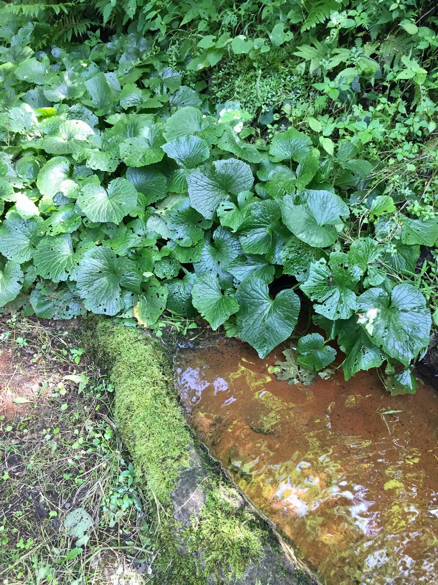 デケッチー この 麺みたいな物体 なんだと思いますー クレソンの茎なんですよ 春雪解けが終わると 一斉にクレソン が生えてきて いっぺんに虫に食べられた残骸です ワサビもあるけど こちらも 穴だらけ虫だらけ Www