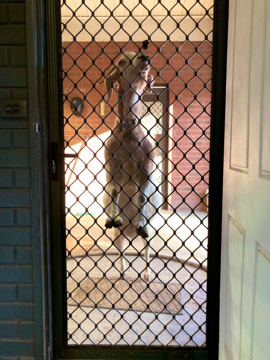 beermitchell's tweet photo. 100 million goats in the world and I get a Jehovahβs Witness.
FML https://t.co/cIpZ5QadPB