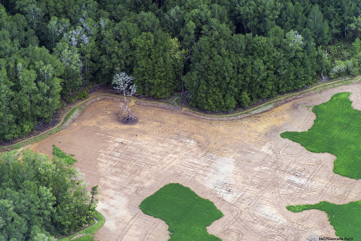 FAOForestry's tweet photo. Addressing and ending #deforestation a ‘critical priority’ for limiting #climatechange to below 2C, says new @IPCC_CH report on Climate Change and Land 

https://t.co/dzxNAchwzx

#SRCCL https://t.co/Bco3HFxs0E
