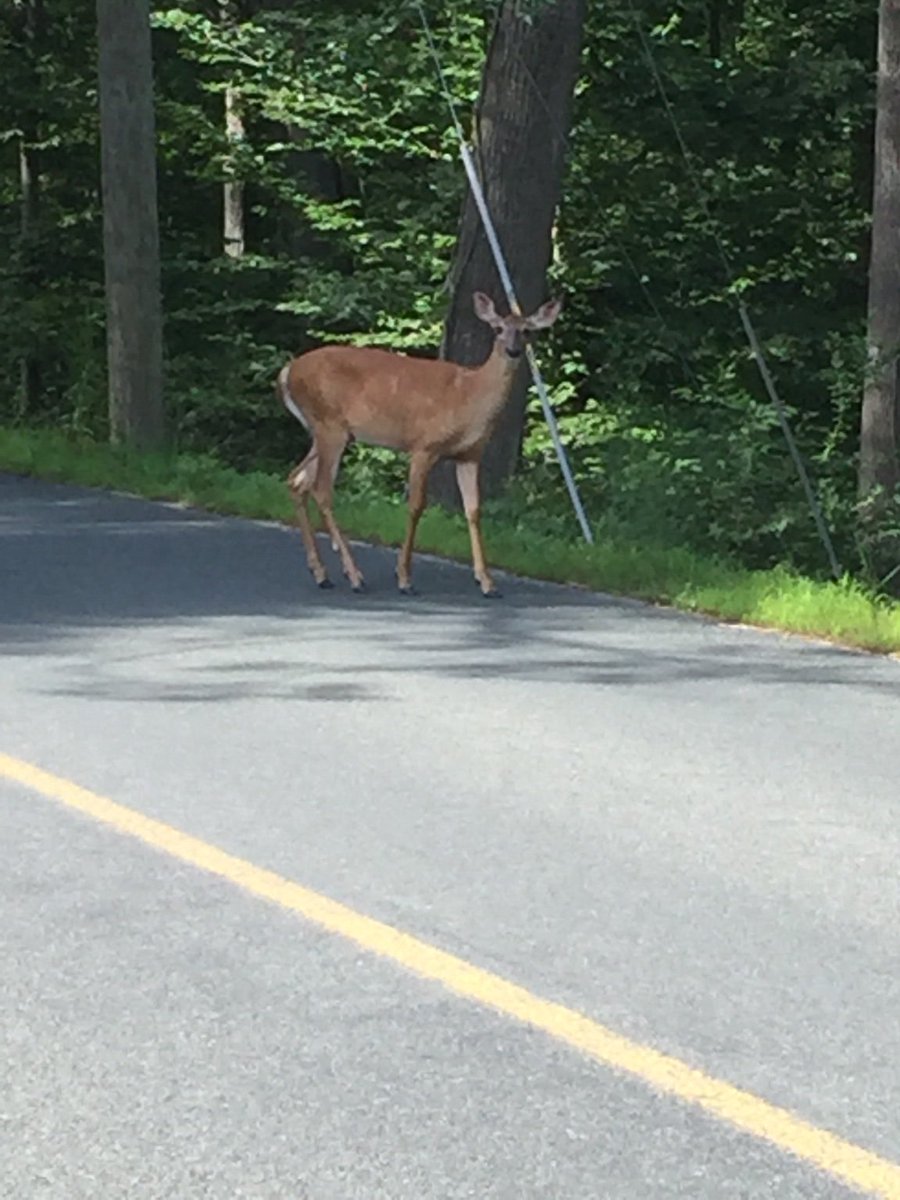 BowhuntFreedom's tweet photo. During hunting season we work hard to get to areas where there are deer. Off season they walk down the road. #irony https://t.co/ADDeSArNiO