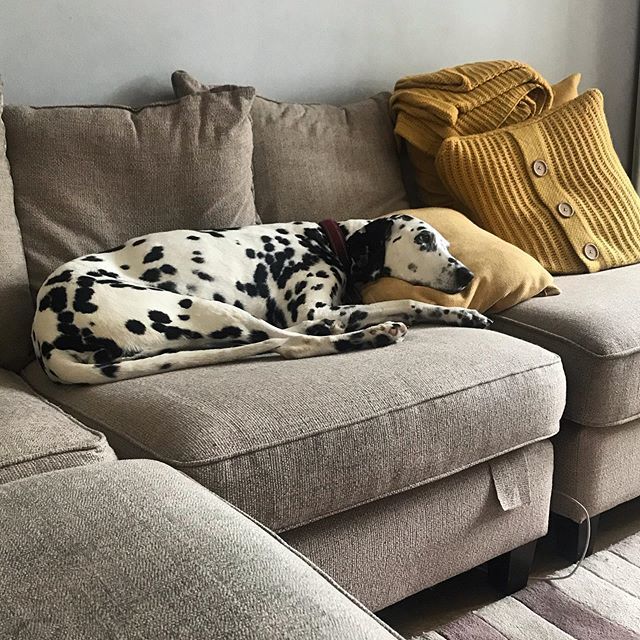 Someone is not impressed with the British weather #rain #dalmatian #sulking ift.tt/2YOJkD7