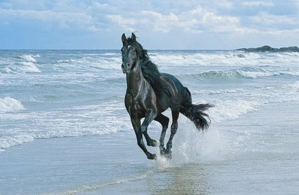 lucablanco73's tweet photo. 🎵cORRi CAVALLo CoRRi Ti PReGo
fiNO A #sAMMARcANDA tU Mi GuiDERAi..
😊🎵🙏🏽🐎 https://t.co/g3W4fOvFSg