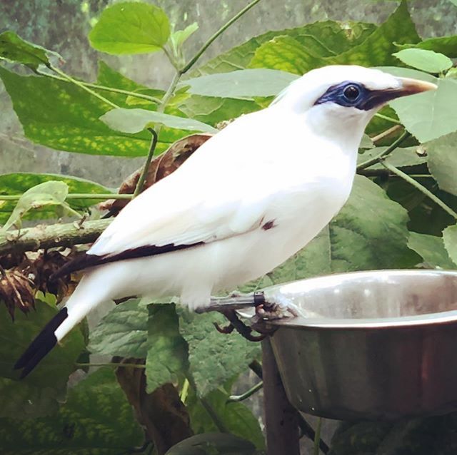 Jalakbali Twitter Search