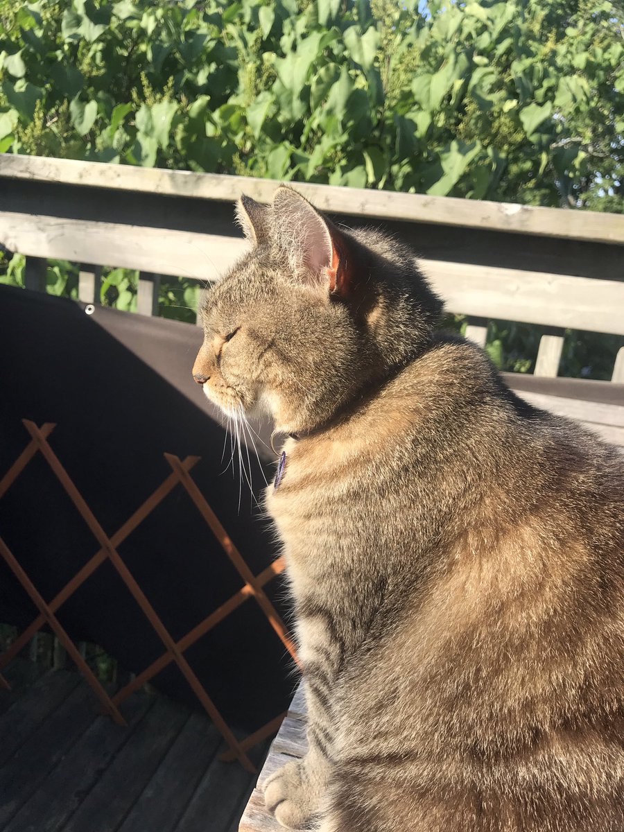 Richard72215830's tweet photo. I luv the morning sun! 😻#sirbrucedickinson https://t.co/1bWaERY4fb