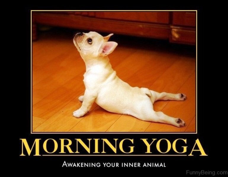 BOKprint's tweet photo. Another day, another series of stretches. Have a great yoga day. #goodmorning #morningyoga #yogalover #yogadog #yogastretch #upwardfacingdog #bokprint https://t.co/lU6JC92FKv
