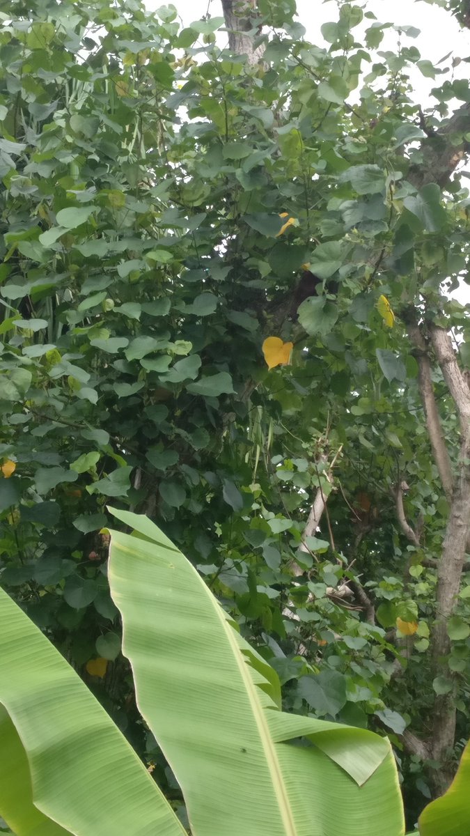 banana_sku11's tweet image. #batman #manbat #batbat 🦇🦇