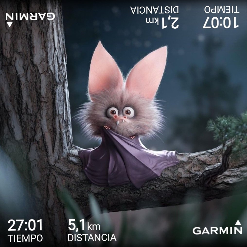 agrberty's tweet photo. Ya se acabaron las vacaciones, y volvemos a la rutina de entrenos y de carrera, hoy 2k de calentamiento, pesas y 5k de carrera.
#YoElegiCorrer #nikerunning #soyrunner #soycorrerdor #garmin #garminau #garmin735xt #735xt #epicreactflyknit #nikeepicreactflyknit https://t.co/e1PvHn1kJn