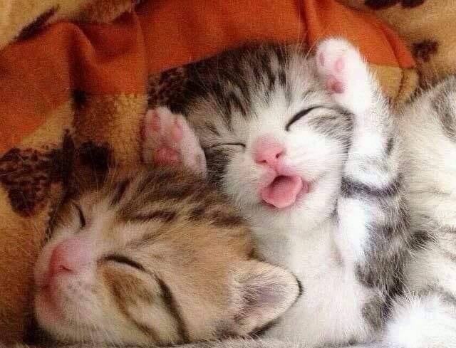 CuteFunnyCats1's tweet photo. Warning!!! 😻 Heart Melting Stuff 💋 ❤️ #CutenessOverload 🥰💖 
Check our Designed T Shirts for Cat Lovers here
https://t.co/IP3PT265uc
#ilovecats #CatsOfTwitter #CatMom #ilovemycat
#Cats #Caturday #Cute #Kittens #CuteCats https://t.co/S65XiAJNBY