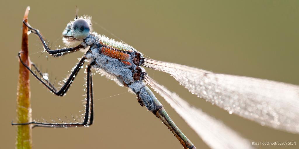 BBO Wildlife Trust on X: "Dragonflies and damselflies (like this emerald  damselfly) use the short hairs on their legs to form a kind of basket to  catch their prey. https://t.co/qXFrdK1vbx" / X