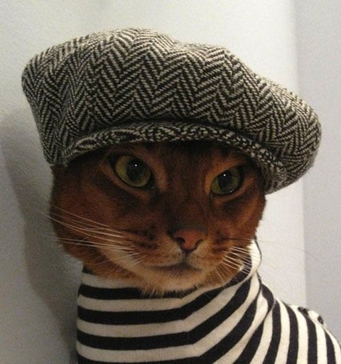 GlocalMag's tweet photo. Ah, je ne regrette rien … #cats https://t.co/Eql6IILoK4