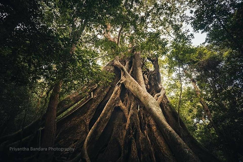 Tripavi1's tweet photo. Ritigala Forest Reserve is known for the ancient forest monastery lent to Buddhist monks.
Interested to learn more? We'll be happy to help
Email - info@tripavi.com
Contact - 094 112 712 100
#ritigala #forestmonastery #archeological #historical #srilanka #travel #sosrilanka https://t.co/SjNOI6LS8C