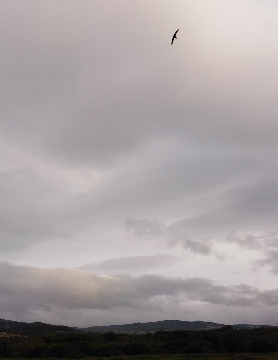 Wicklow Nature tweet media