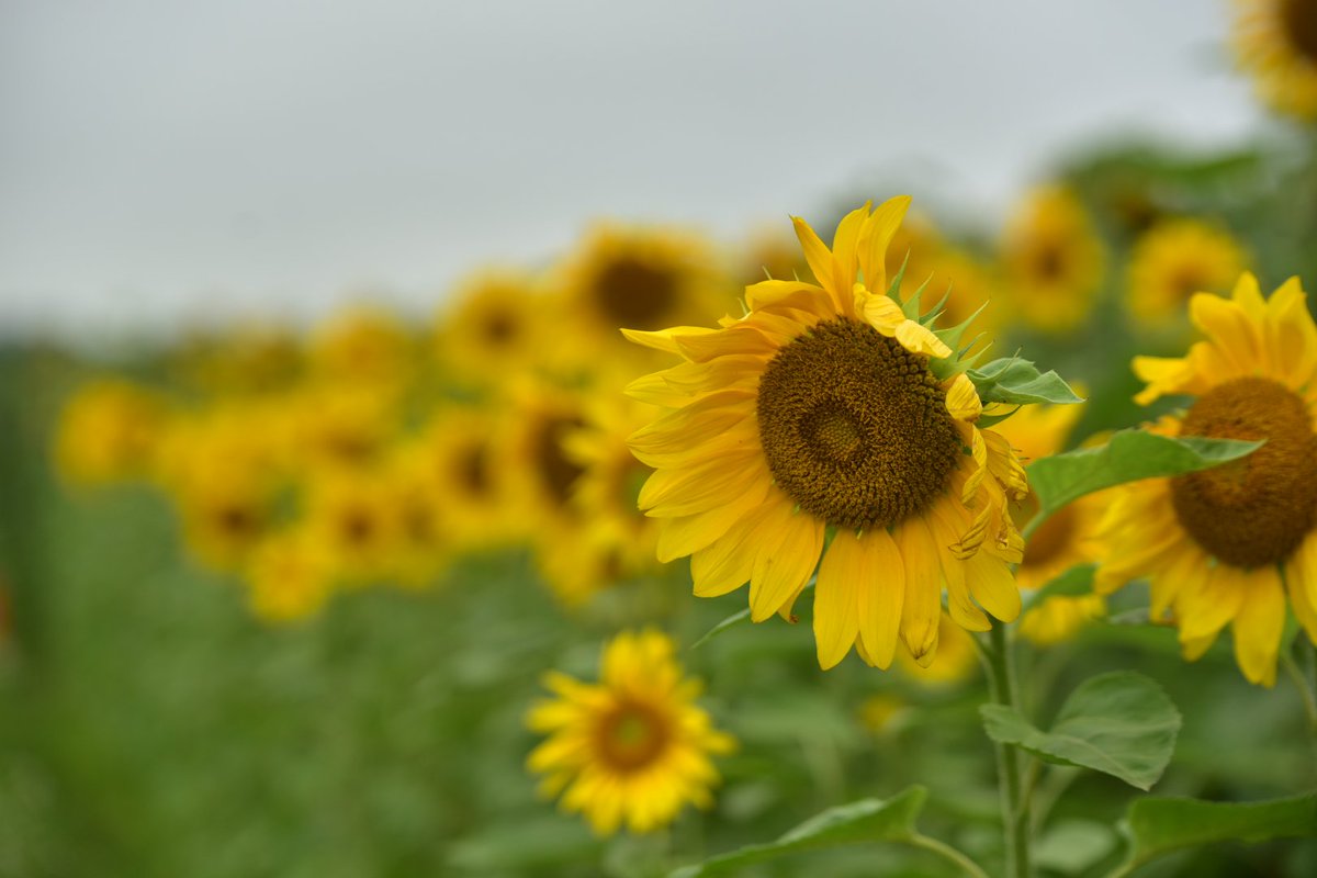 かわぎっちゃんの写真館 19 8 12 小川農園 北海道千歳市 ひまわり迷路 先日の雨でだいぶ散ってますが迷路は楽しめますよ 千歳市 ひまわり畑 迷路