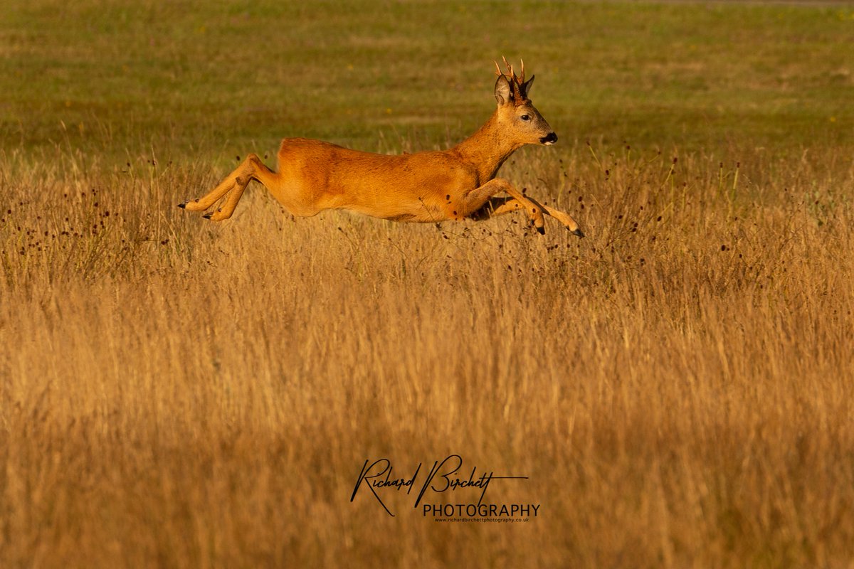 The other evening I was fortunate enough to capture some great views of many Roe Deer Bucks and a Roe Doe. The evening light was just about perfect! @handykam @NatGeoPhotos @Natures_Voice @RSPBImages
@CBWPS1 @CwallWildlife @CanonUKandIE 
@WildlifeMag @deersociety @Mammal_Society