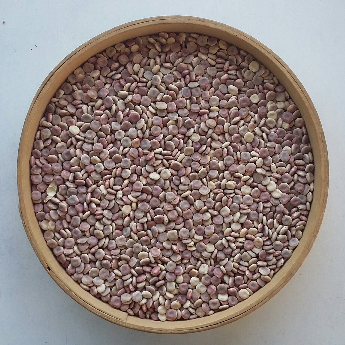 terrenainnov's tweet photo. #lupin : 5ème année d'évaluation des variétés inscrites et à venir en lupin d'hiver dans le cadre du projet #Proleval (valorisation animale des graines protéagineuses et oléagineuses). https://t.co/NBSRlJhL13