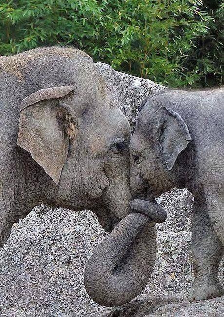 ollie_the_cat1's tweet photo. As #ambassacats for #India Wooster and I would like to share this pic of a mother and baby Indian elephant coupling.  Love, peace and lots of hugs, just because you can. #WorldElephantDay @TreasuryMog @PanfurSquad https://t.co/mah3kUcVfl