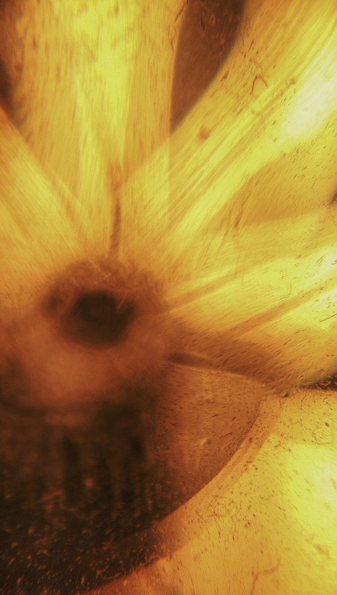 Kercal's tweet photo. The electric sunflower. #MacroMonday @htc #oneography https://t.co/82H09aOWDp