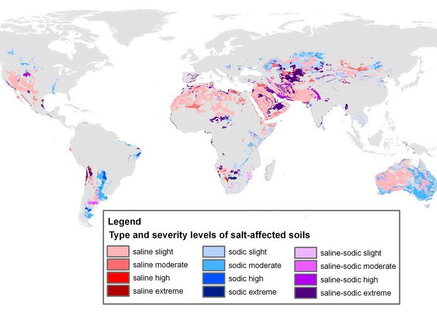 salinefarming's tweet photo. Salinisation is a global issue, with around one billion hectares of salinised soil. We have found a way of cultivating specific crops salinised agricultural soil!
@texeltasties #verzilting #salinefarming #salineagriculture #salinization #salinisation #climatechange #foodsecurity https://t.co/yRbBkXcIVw