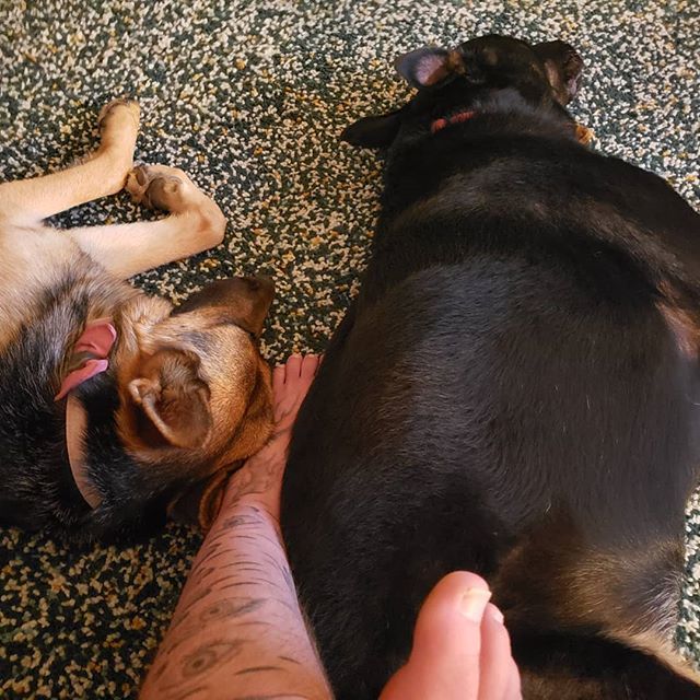 jordanetodd's tweet photo. They both have to be touching me. Dog life. https://t.co/Cq9f5wC2as https://t.co/IpttObog5S