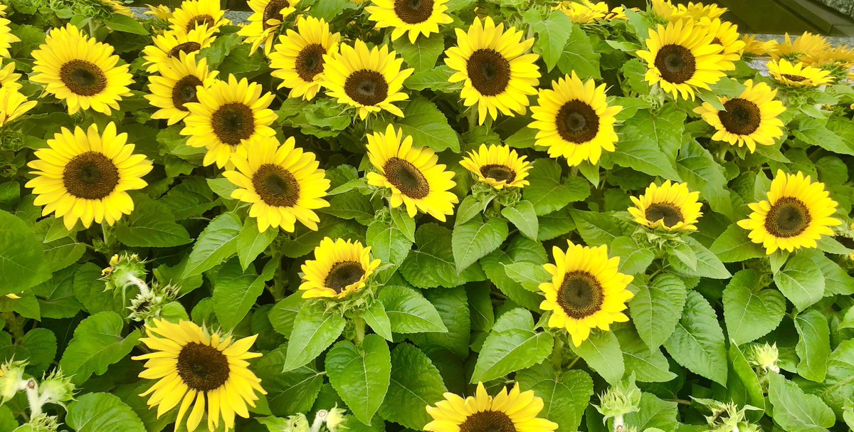 kyotsuyoshi's tweet photo. ひまわりが🌻道端に🌻

とっても暑いけど😵、頑張ってます💦

＃真夏 #太陽 #お盆休み https://t.co/yEYfxKD5UL