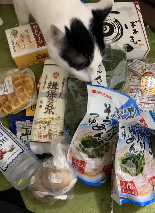 今回もたくさんの差し入れをいただきました！本当にありがとうございます！！だいちゃん（猫）もさっそくにおいを嗅いでおります！ 
