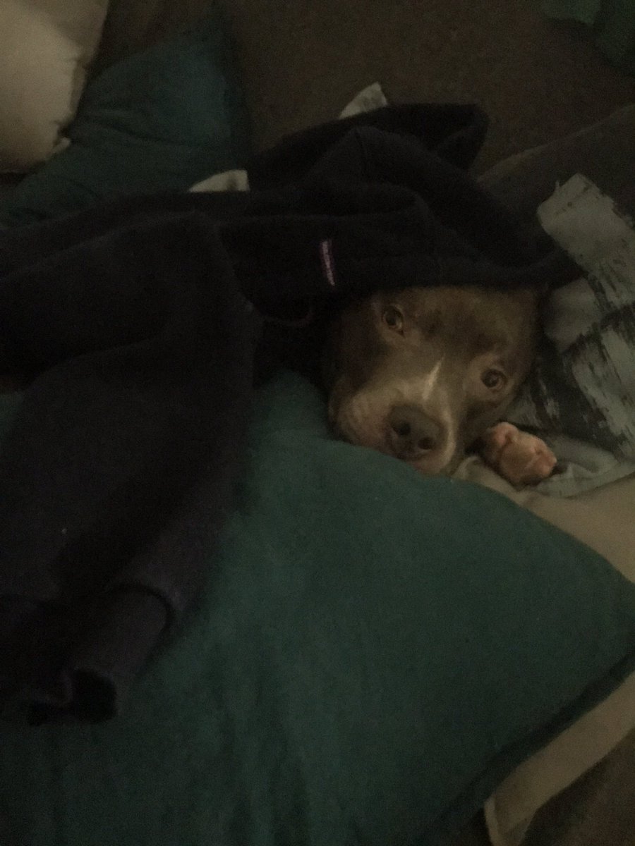 fables22's tweet photo. Frank hates Mondays even more than we do #mondayagain #missingtheweekend π https://t.co/WZyTEqS5x7