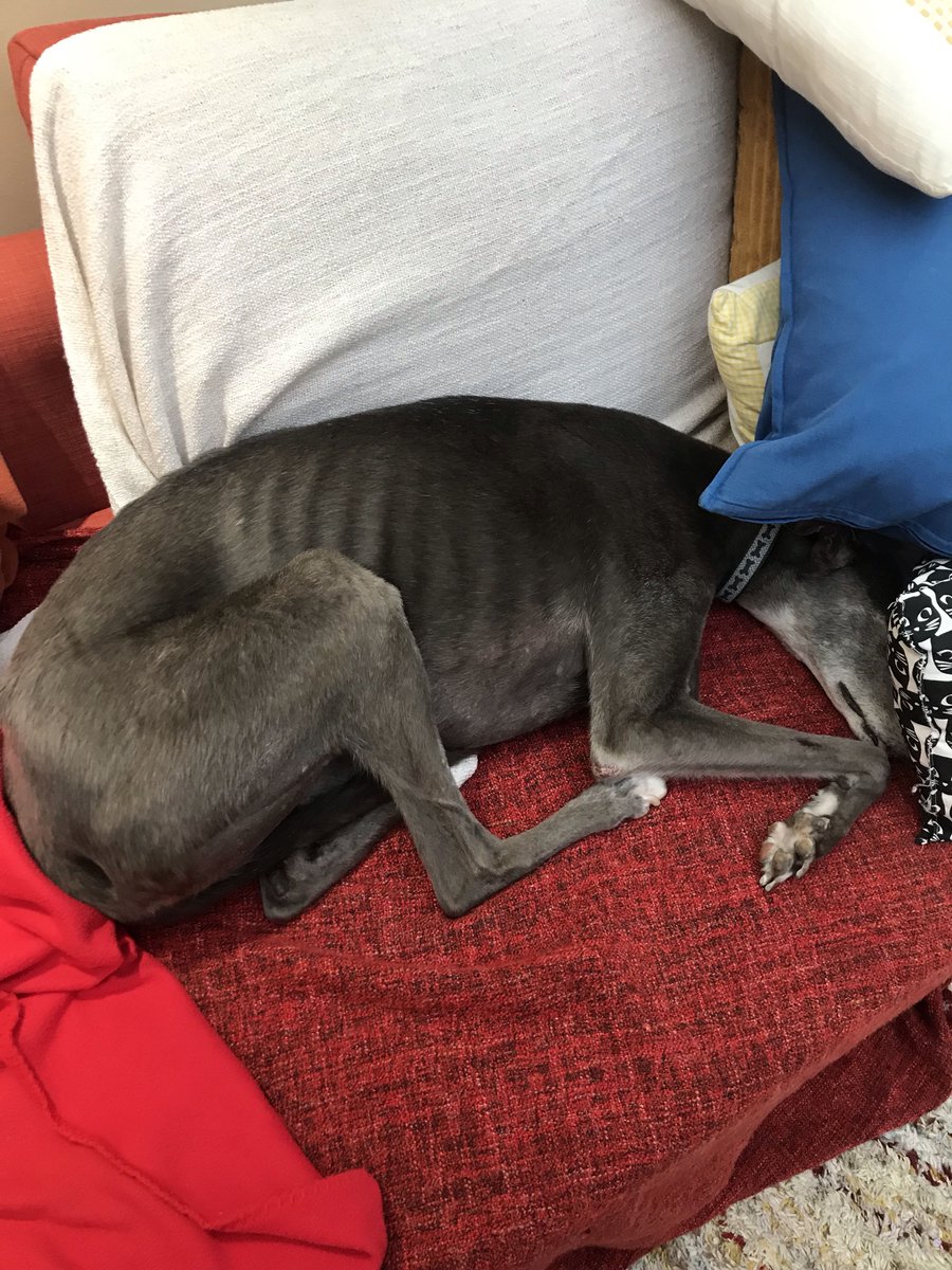 NeuroHounds's tweet photo. I wish I could copy this #greyhound in this awful ☔️ 

He’s definitely got the right idea! 

#neurohounds 
#neurorehab https://t.co/qkjZGJAqcP