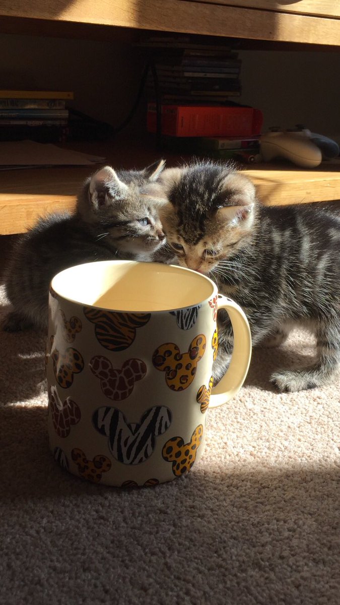 1974JCS's tweet photo. These little beauties came to live with us a year ago today. They are just lovely, happy little cats and the best thing I ever did! ❤️🐱🐱❤️ #twokittens #twocats #TabbyCats #cats #kittens https://t.co/ThclRt4tSU