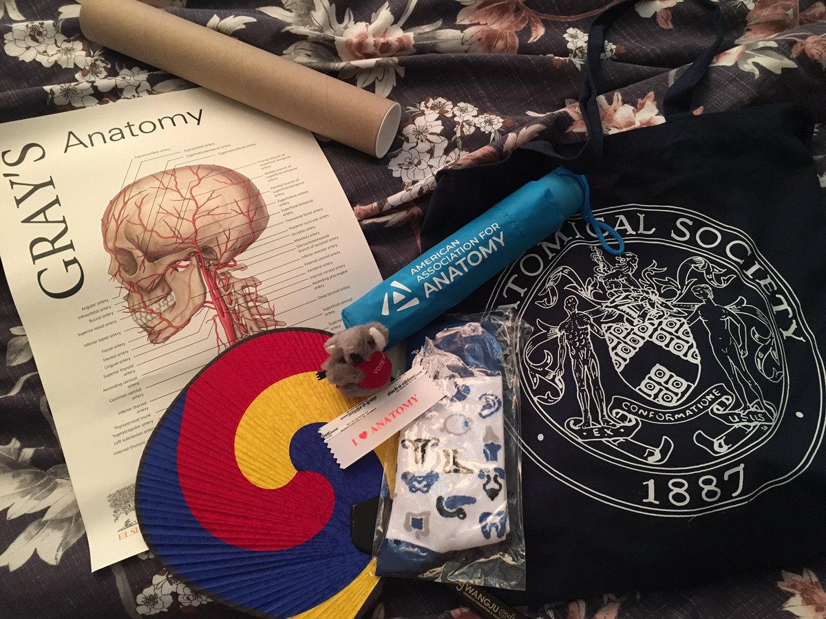Feeling slightly more rested this morning after a jam packed weekend of conferencing! Fab to catch up and meet new anatomists, learnt loads, and most importantly, gained some anatomy socks amongst my conference swag! 💀😍 #anatomy #IFAA2019