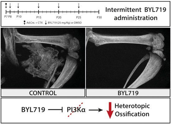 EmboMolMed's tweet image. doi.org/10.15252/emmm.…

Heterotopic #ossification (HO) is a pathological process where #bone grows at extraskeletal sites. While there’s no therapy besides symptomatic treatments, #PI3Kα inhibitors could be a potential therapeutic strategy for HO.
@idibell_cat @UniBarcelona