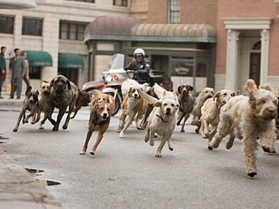 IamMzilikazi's tweet photo. "When you make a master uncomfortable, expect his dogs to attack you viciously from all sides to show their loyalty." ~ Mzilikazi wa Afrika @pietrampedi @karabongoepe1 https://t.co/JqqUT6kBae