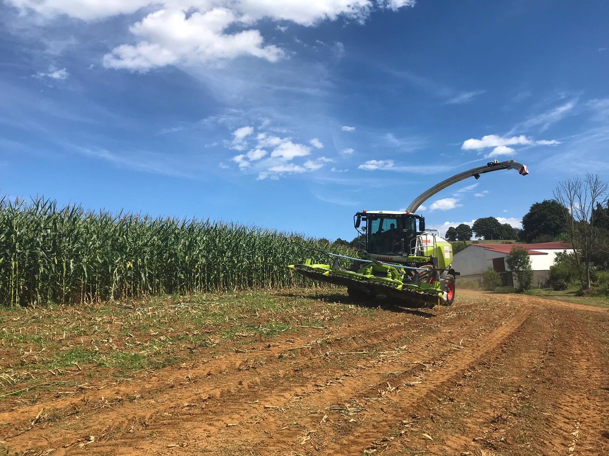 CLAASFrance's tweet photo. Alors que les #moissons se terminent, les premiers #ensilages pointent le bout de leur nez. 
Un très bel exemple ici ac la #présentation et la mise en route de la 1ère #JAGUAR 900 du Pays Basque équipée de l’#éclateur #CLAAS #MCC #SHREDLAGE 🌽🔝🐄
#CLAASPower #HarvestingTheFuture https://t.co/Jw25Ew2TBz
