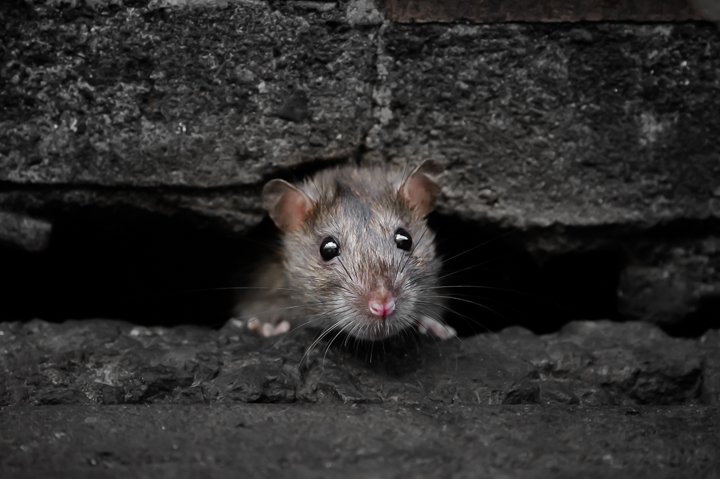 ট ইট র 原啓義 街ネズミ写真家 穴から出ようとすると目の前になにか居る 大丈夫か こいつは敵じゃないのか と気にしながら 顔を出す ラット ネズミ 表情をよく見て欲しい写真です
