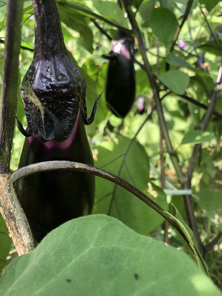早いけど作業終了💦早朝採り、配達、午前中は今日も用を終えたトマト🍅の枝や支柱の片付けと周囲の除草、昼食後は明日の売り出しの準備出来る物だけ袋詰め、残り時間で水やり済ませました〜
今日はまた湿度が上がってきましたね…🍺飲んで休んでから食欲落ちてますがご飯食べます(@_@)