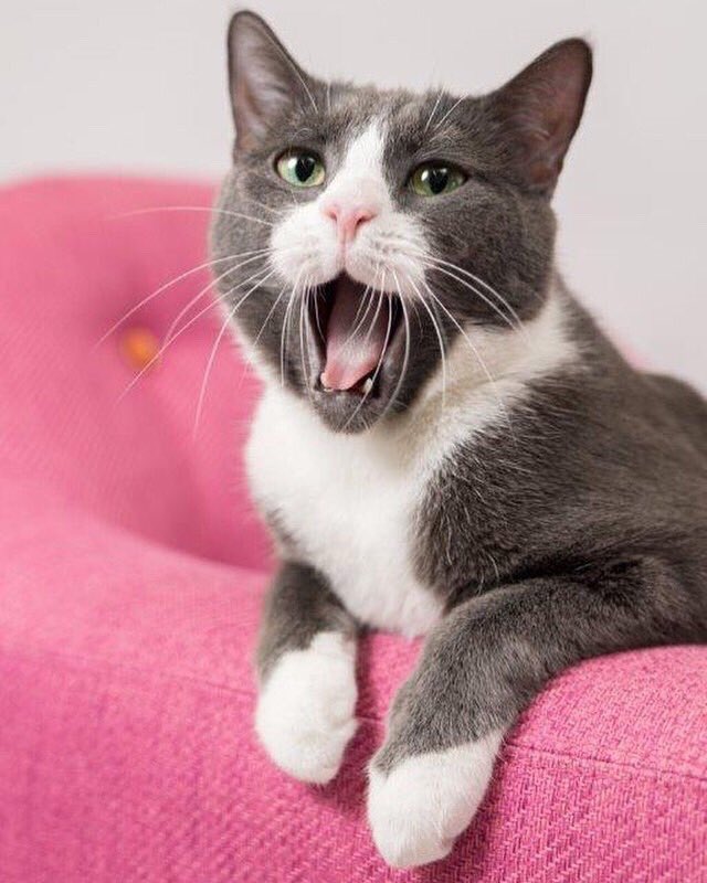 Go away, Monday! 😴
📷: danteduke_thecat