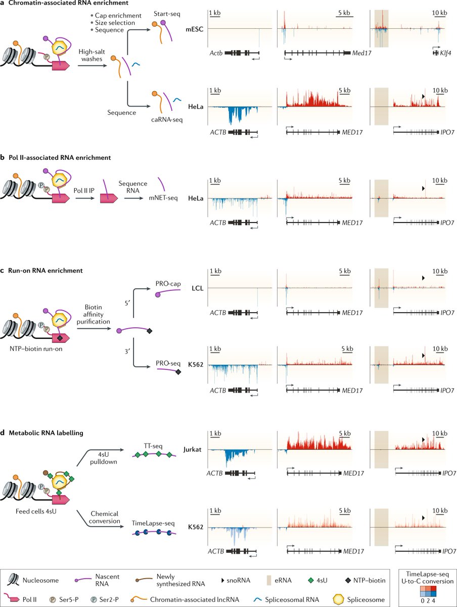 Nascent RNA analyses: tracking transcription and its regulation go.nature.com/31yoSTC #Review by Erin M. Wissink (@rnaErin), <a href="/AnniinaVihervaa/">Anniina Vihervaara</a>, Nathaniel D. Tippens &amp; John T. Lis